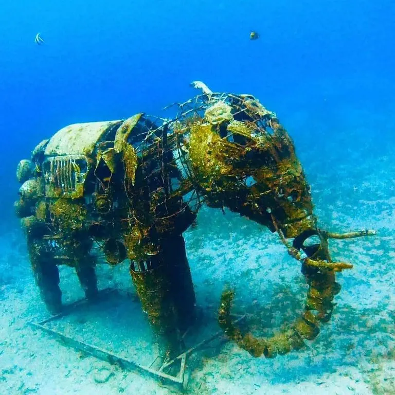 Diving Sessions and Safari trips in Dahab — 2