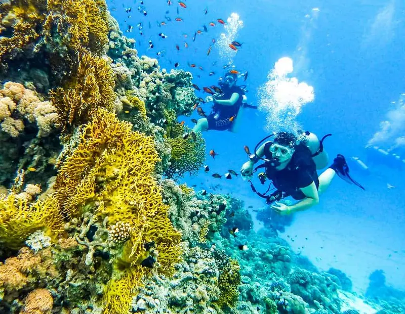 Diving Sessions and Safari trips in Dahab — 11