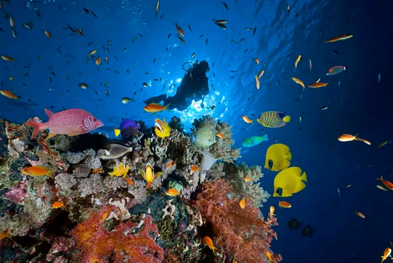 Diving Sessions and Safari trips in Dahab — 10