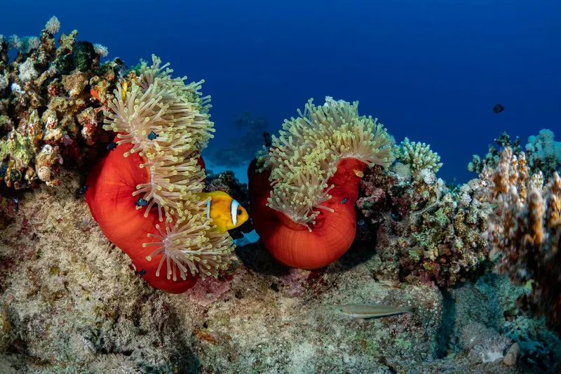 Half-Day Submarine Adventure in Marsa Alam — 2
