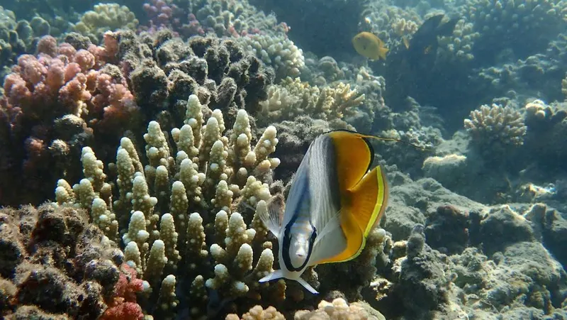Nefertari Snorkeling & Glass-Bottom Boat Trip