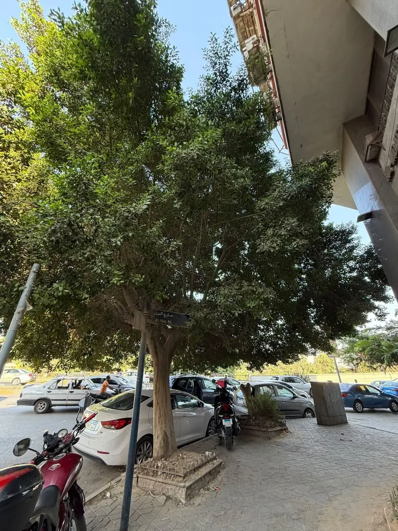 Calm Grey Corniche Flat — 1-Bedroom, Agouza (SA1), photo 4